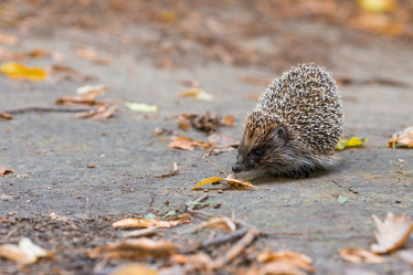 Similar image 21178109