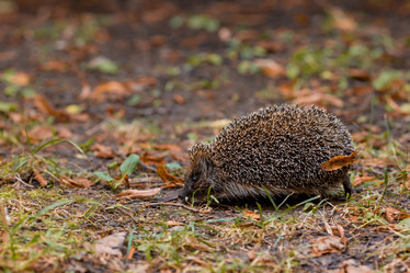 Similar image 21179218