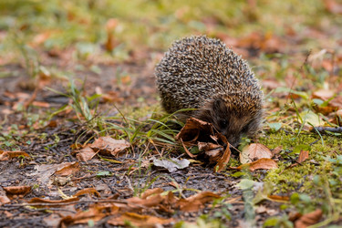 Similar image 21179219