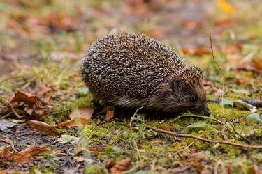 Similar image 21179220