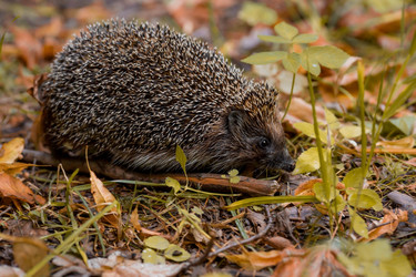 Similar image 21178111