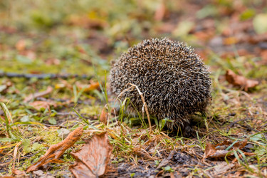 Similar image 21179221