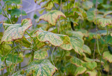 Similar image 21195161