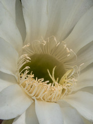 Similar image 21177855