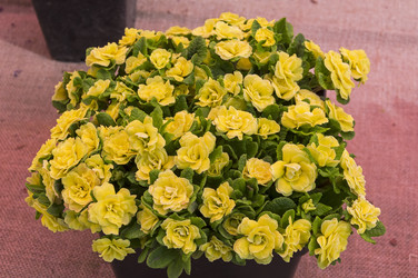 Similar image 21180269