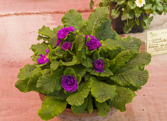 Similar image 21180270