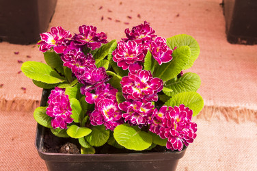 Similar image 21180274