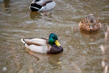 Similar image 21184201