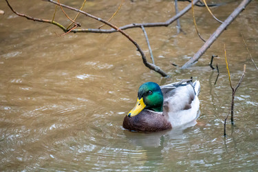 Similar image 21184204