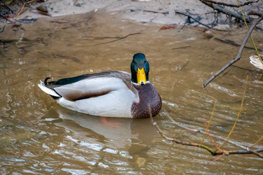 Similar image 21184206