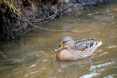 Similar image 21184207