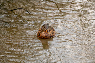 Similar image 21184208