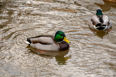 Similar image 21184209