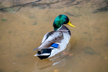 Similar image 21184217