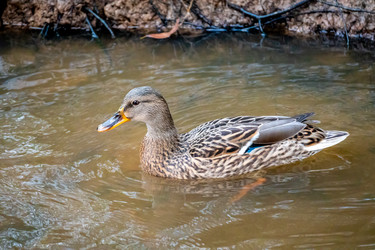 Similar image 21184221