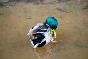 Similar image 21184225