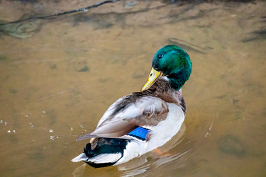 Similar image 21184229