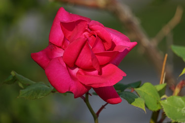 Similar image 21186492