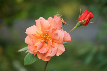 Similar image 21186045