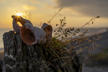 Similar image 21186054