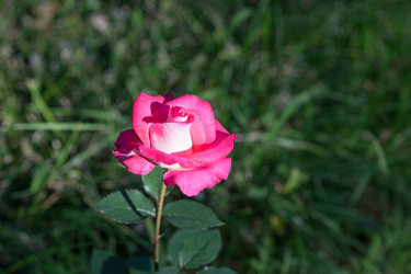 Similar image 21186528