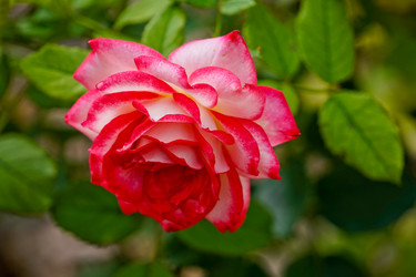 Similar image 21189421