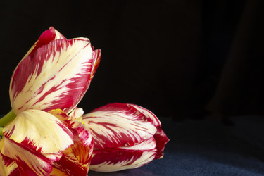 Similar image 21193023