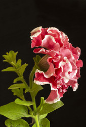 Similar image 21193033