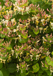 Similar image 21193039