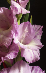 Similar image 21192899