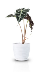 Similar image 21196269