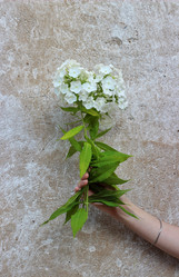 Similar image 21186934