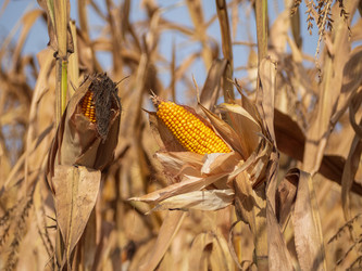 Similar image 21195192