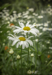 Similar image 21190200