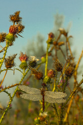 Similar image 21190201