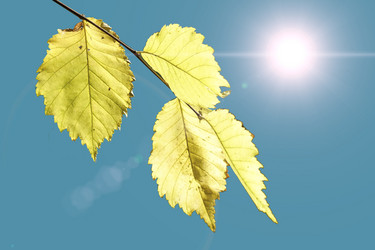 Similar image 21190500