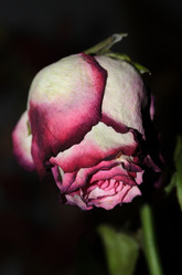 Similar image 21194718