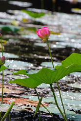 Similar image 21194122