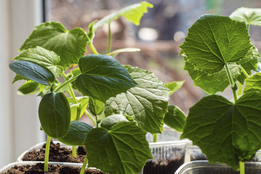 Similar image 21192396