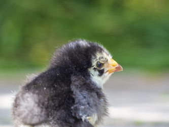 Similar image 21192404