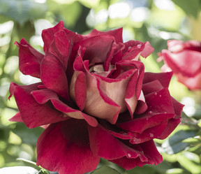 Similar image 21192421