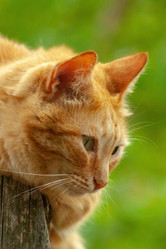 Similar image 21196248