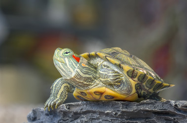 Similar image 21194331