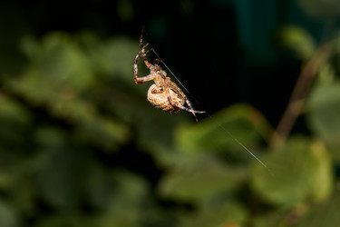 Similar image 21195332