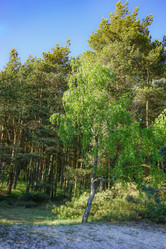 Similar image 21196753