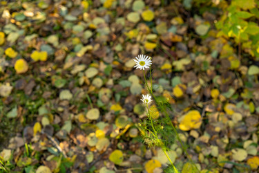 Similar image 21196816