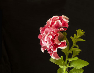 Similar image 21197912