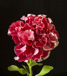 Similar image 21197931