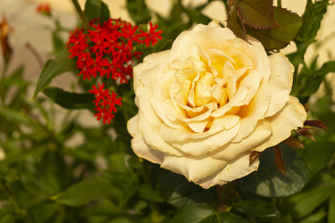 Similar image 21198434