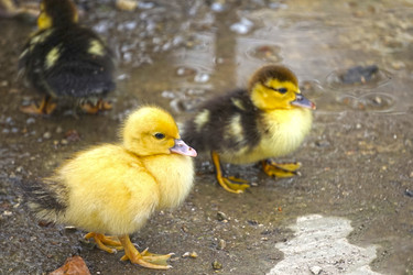 Similar image 21197356